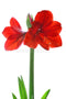 6-Inch Amaryllis Christmas Plant

Bring the magic of the season into your home with our stunning 6-inch Amaryllis Christmas Plant! Known for its elegant, trumpet-shaped blooms and rich holiday colors, the Amaryllis is a timeless symbol of