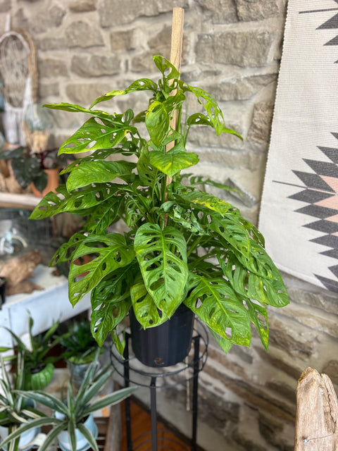 Totem philodendron, Swiss cheese plant