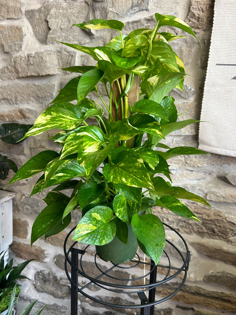 Totem Pothos plant