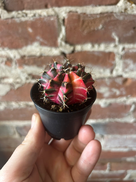 Moon Cactus