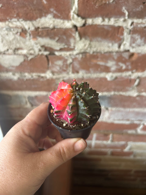 Moon Cactus