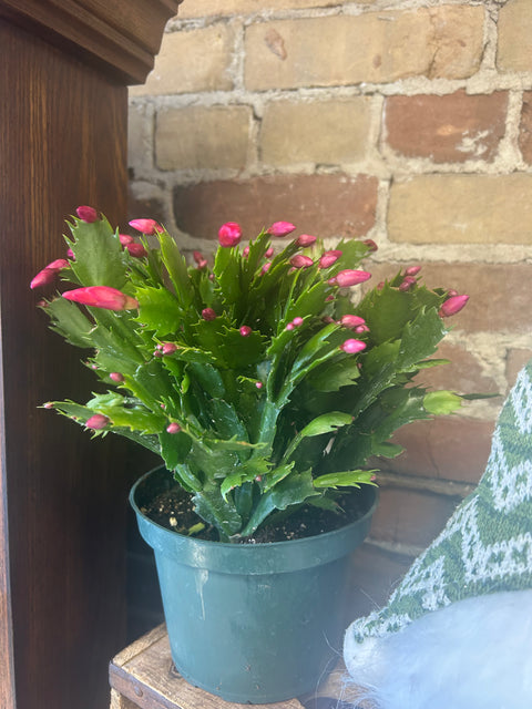 Christmas cactus 6”