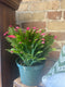 Christmas cactus 6”