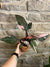 Pink princess philodendron