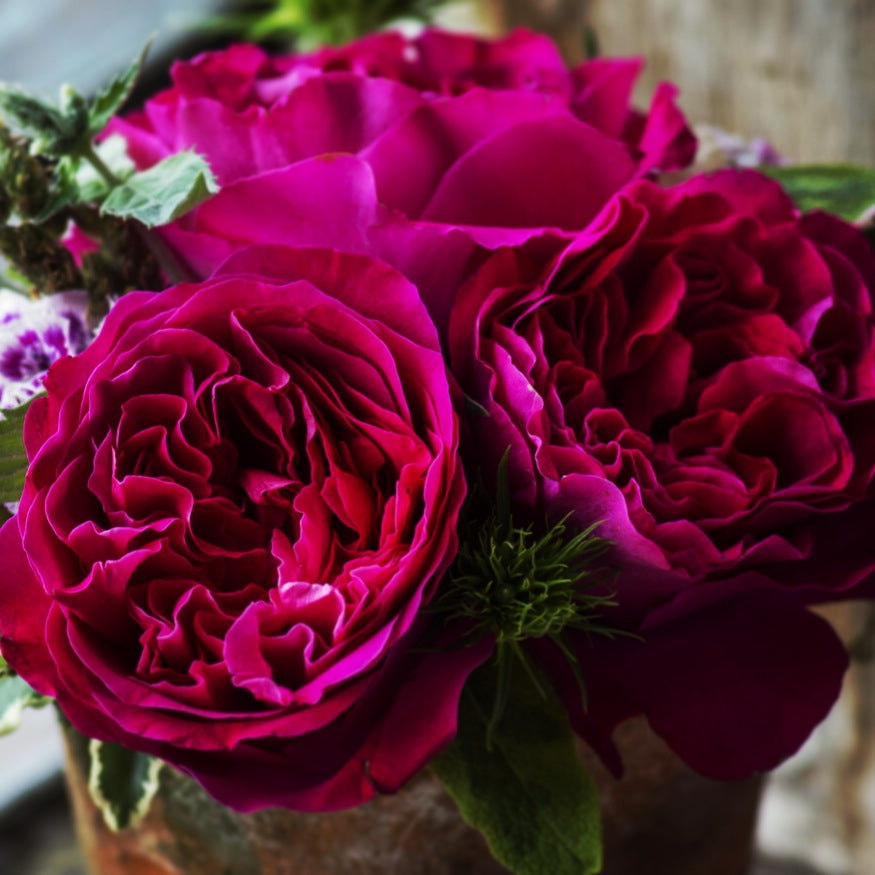 Garden Roses - Feat. David Austin grown by Van Lier Nurseries Ltd