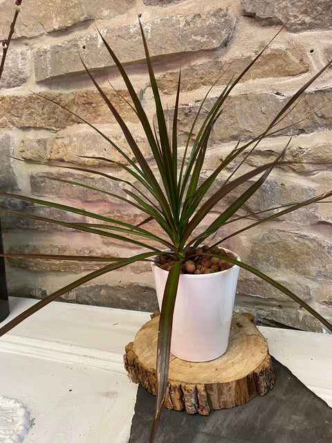 Potted Dracaena