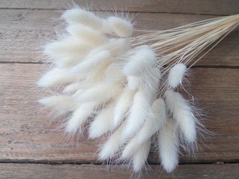 White lagurus, Dried Bunny Tail - Wild Little Roses